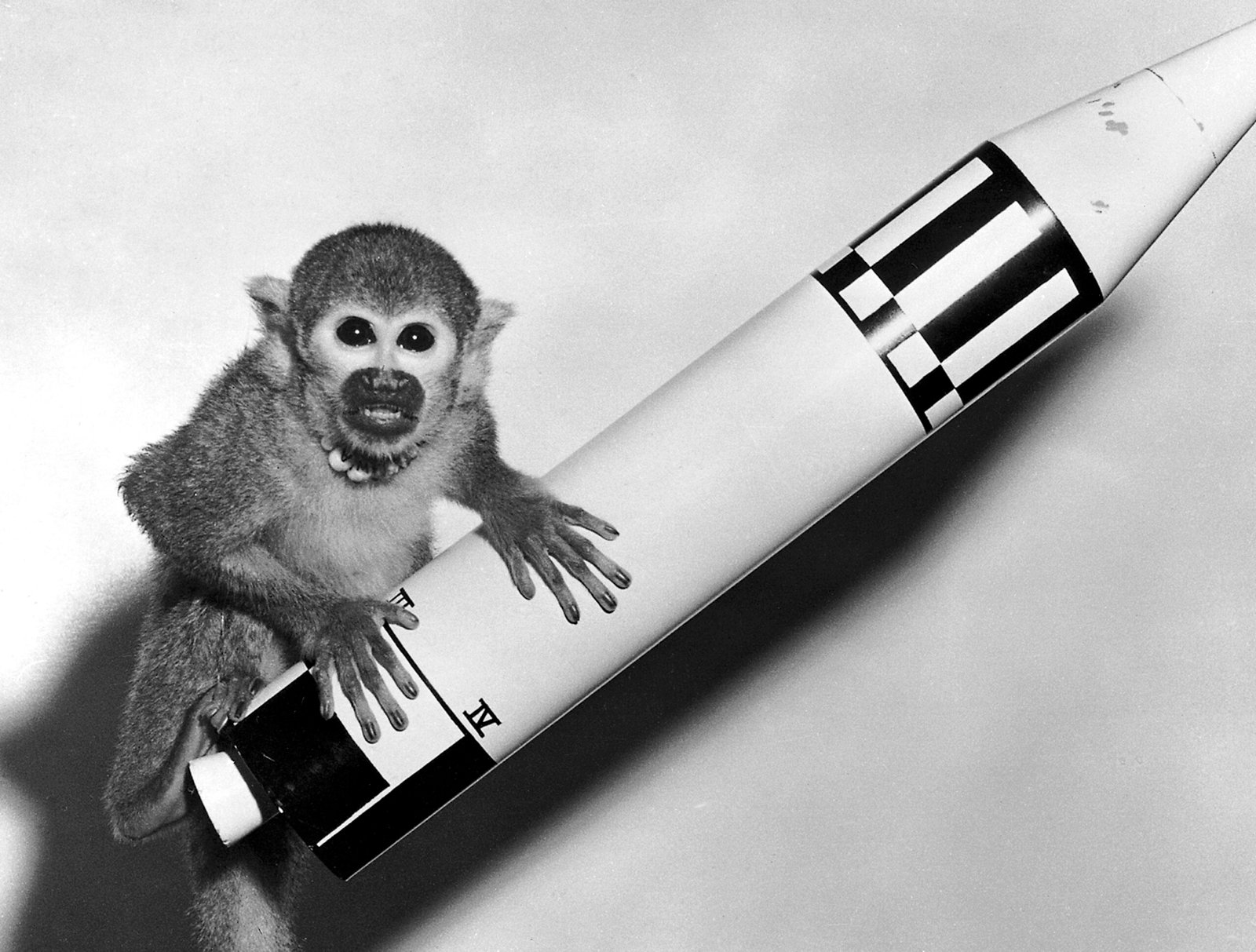 The Early Days: Animals as Space Pioneers (image credits: wikimedia)