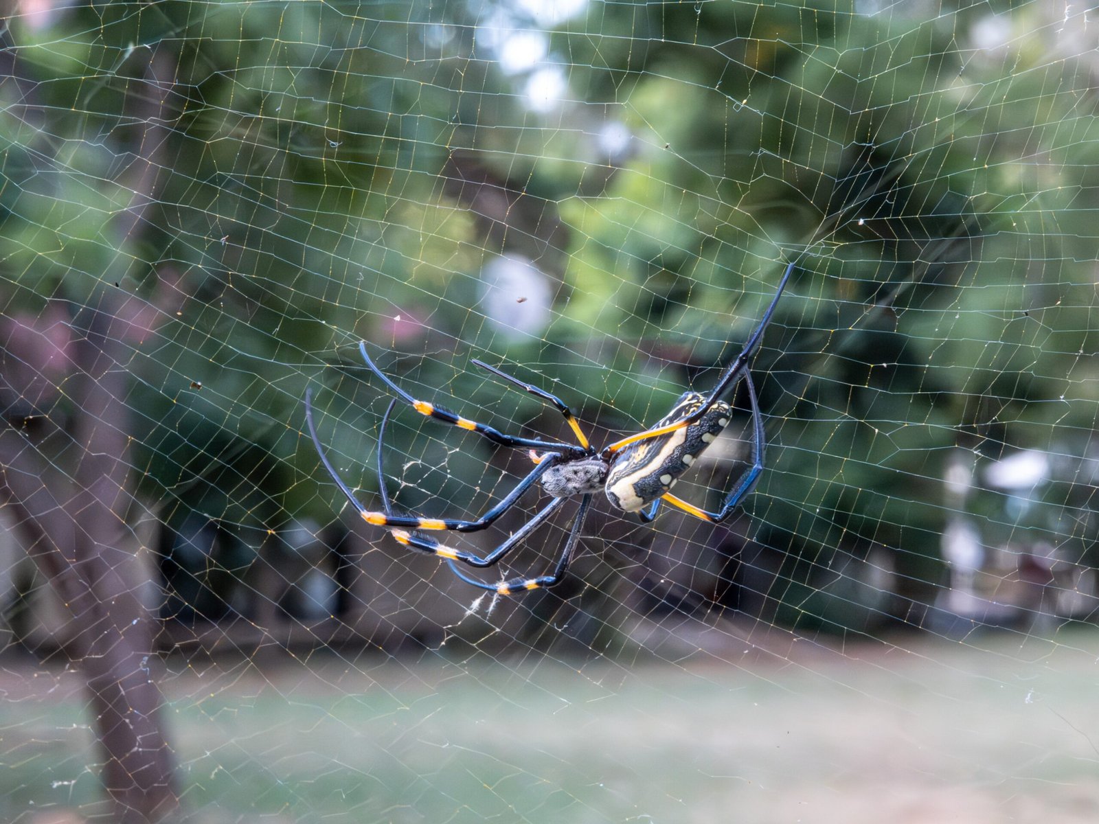 Insects and Arachnids: The Smaller Explorers (image credits: wikimedia)