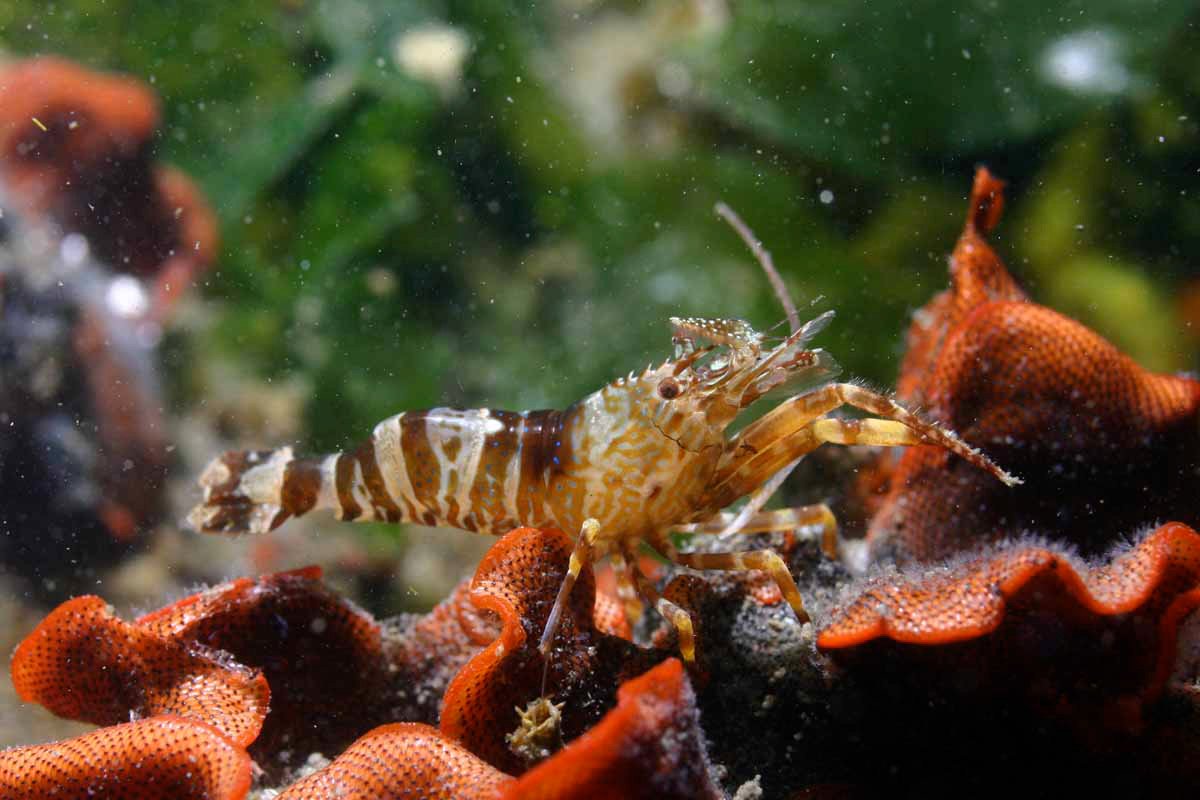 Fish and Aquatic Life: Testing the Waters of Space (image credits: wikimedia)