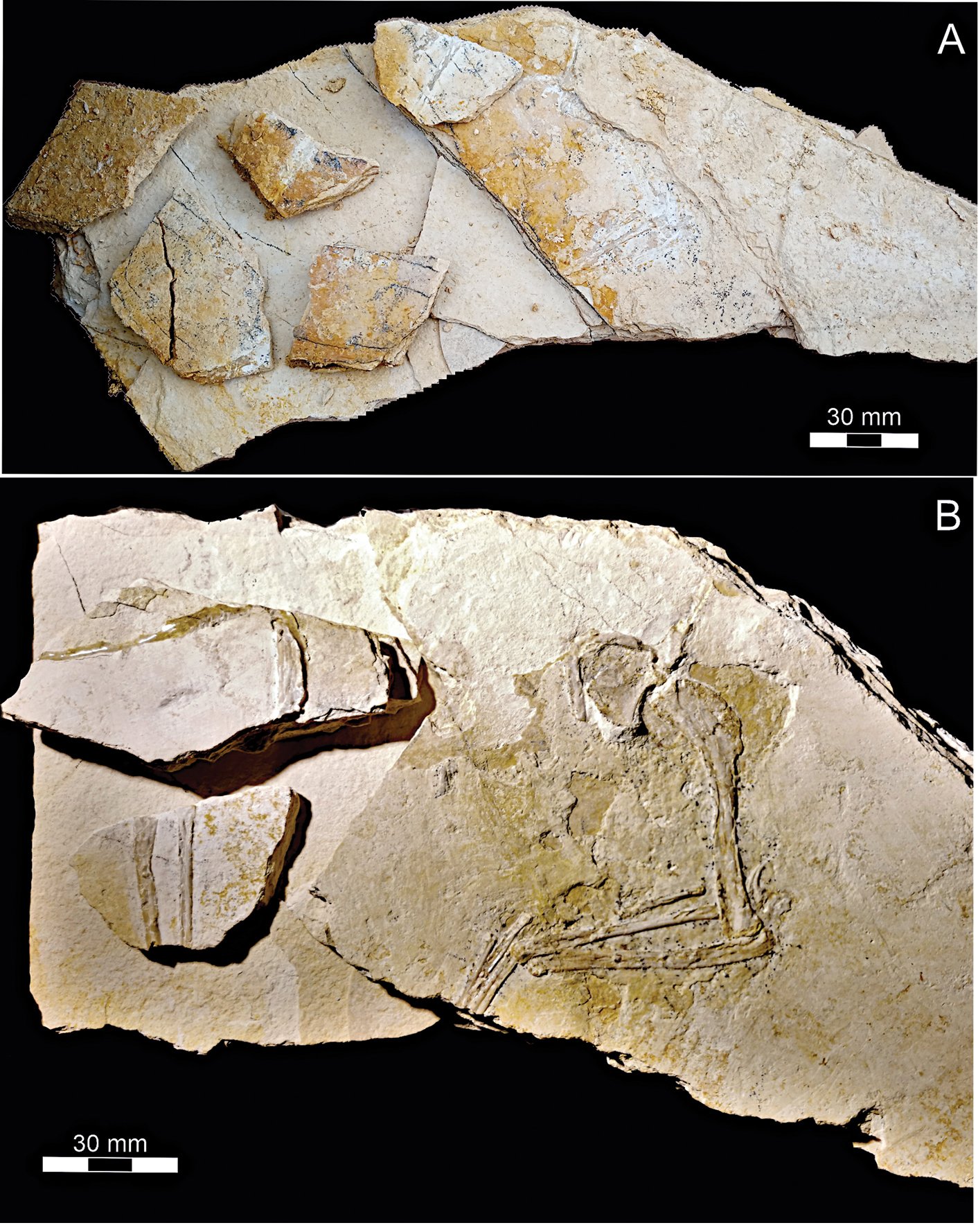 The Evolutionary Link: Birds and Dinosaurs (image credits: wikimedia)