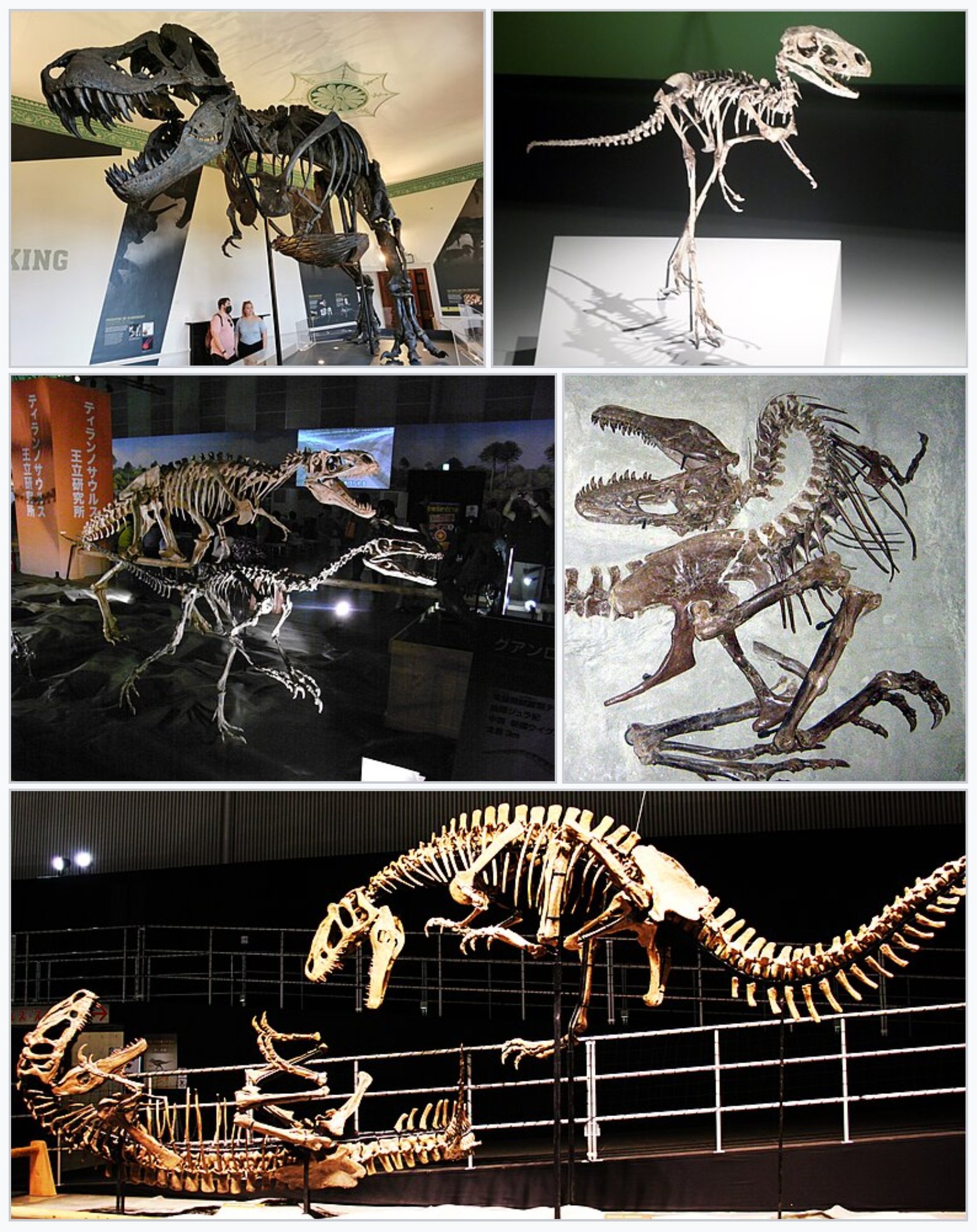 Theropods: The Dinosaur Ancestors of Birds (image credits: wikimedia)