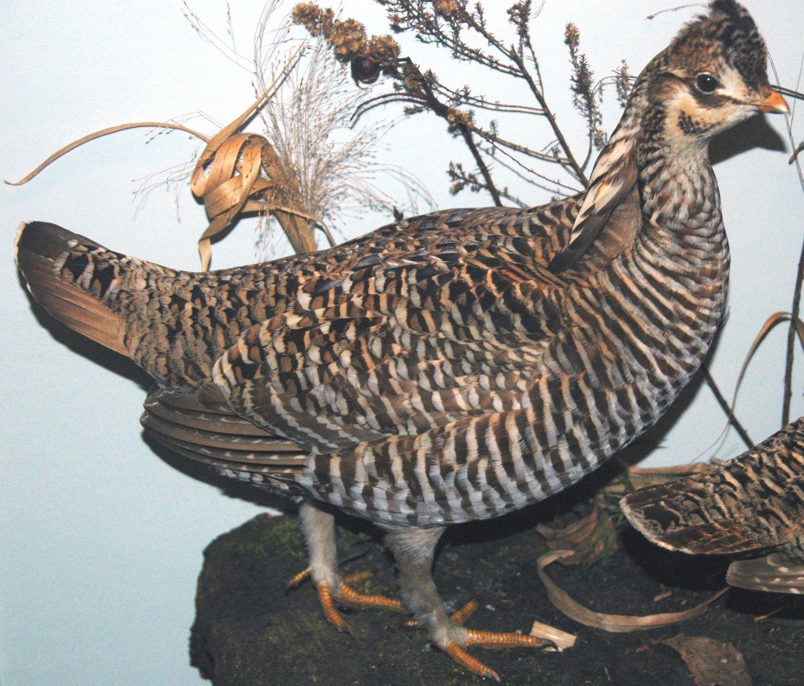 The Mystery of the Chicken: A Dinosaur's Descendant (image credits: wikimedia)