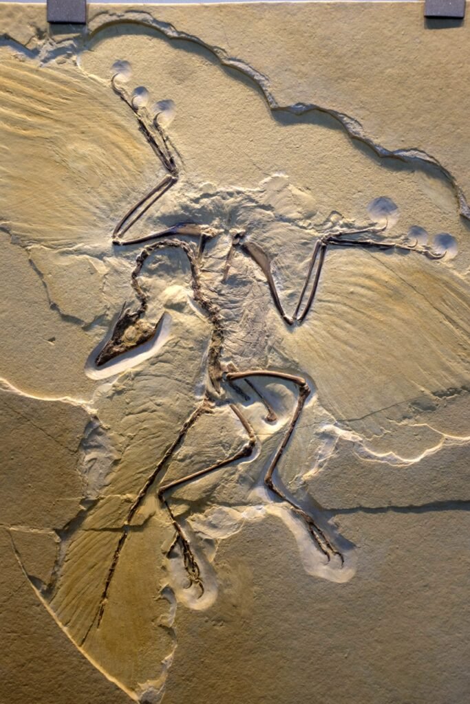 The Bird-Dinosaur Family Tree: Which Species Are the Closest Cousins?