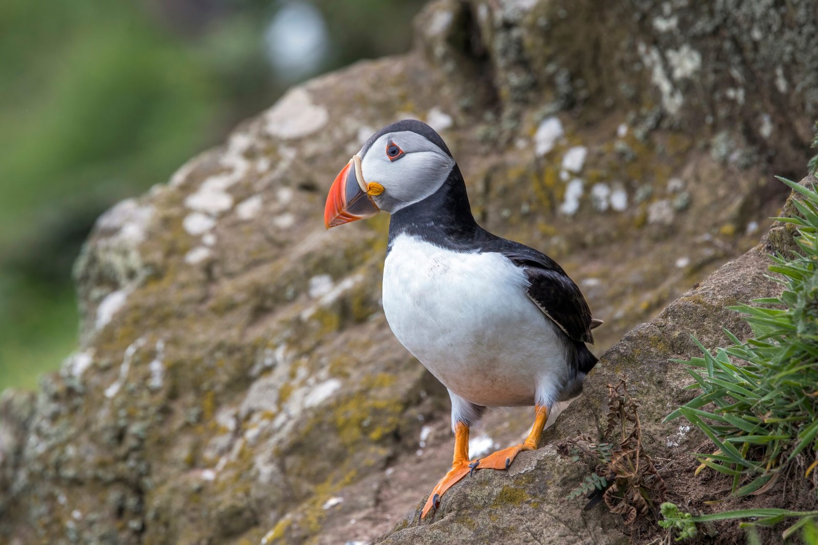 The Colorful World of Puffins (image credits: wikimedia)