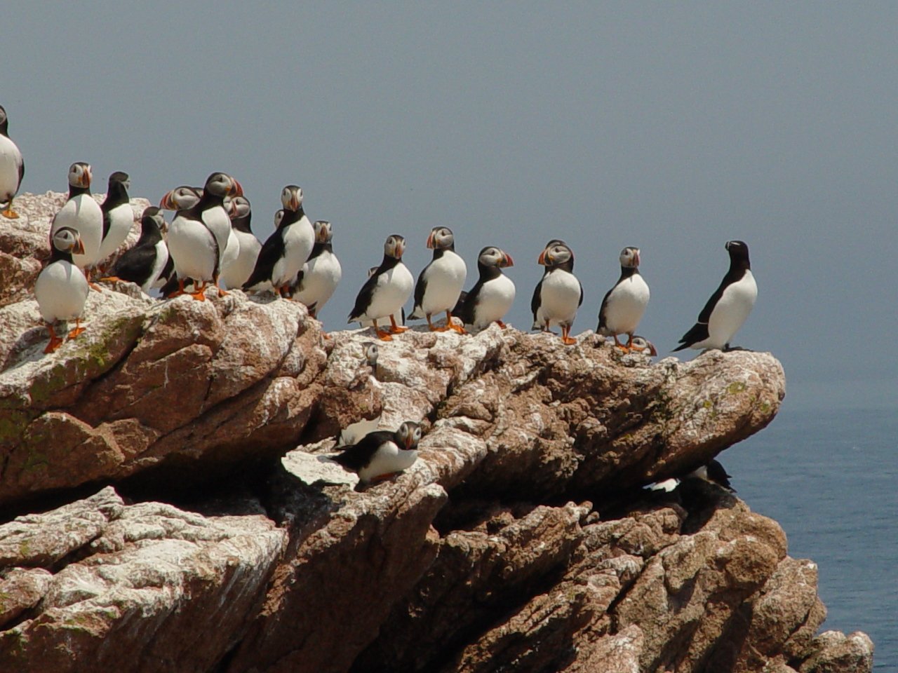Threats and Conservation Efforts (image credits: wikimedia)