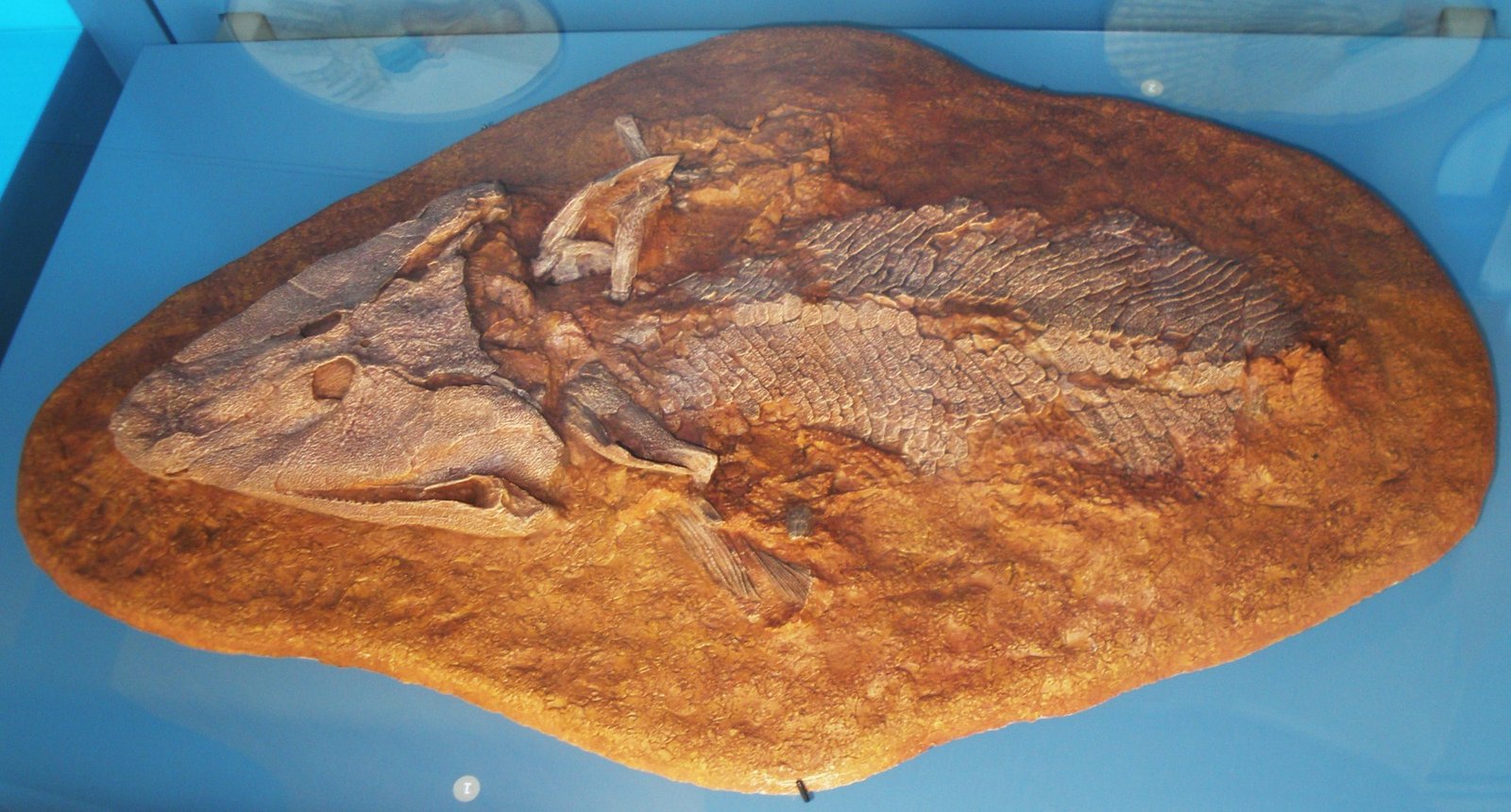 The Surprising Tale of Tiktaalik (image credits: wikimedia)