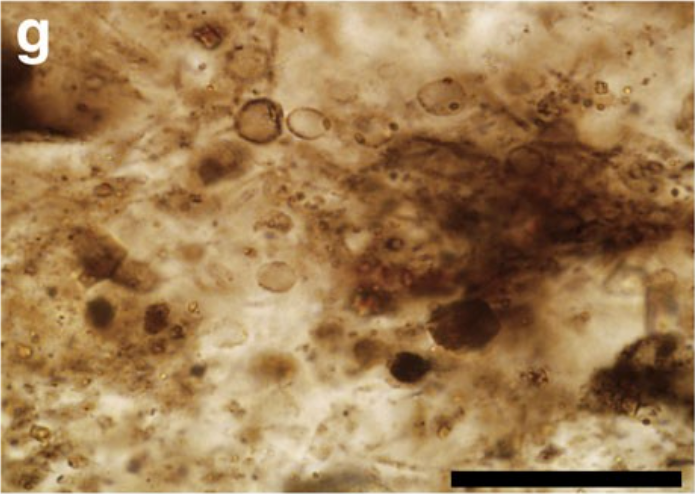 Hidden Gems: The Importance of Microfossils (image credits: wikimedia)