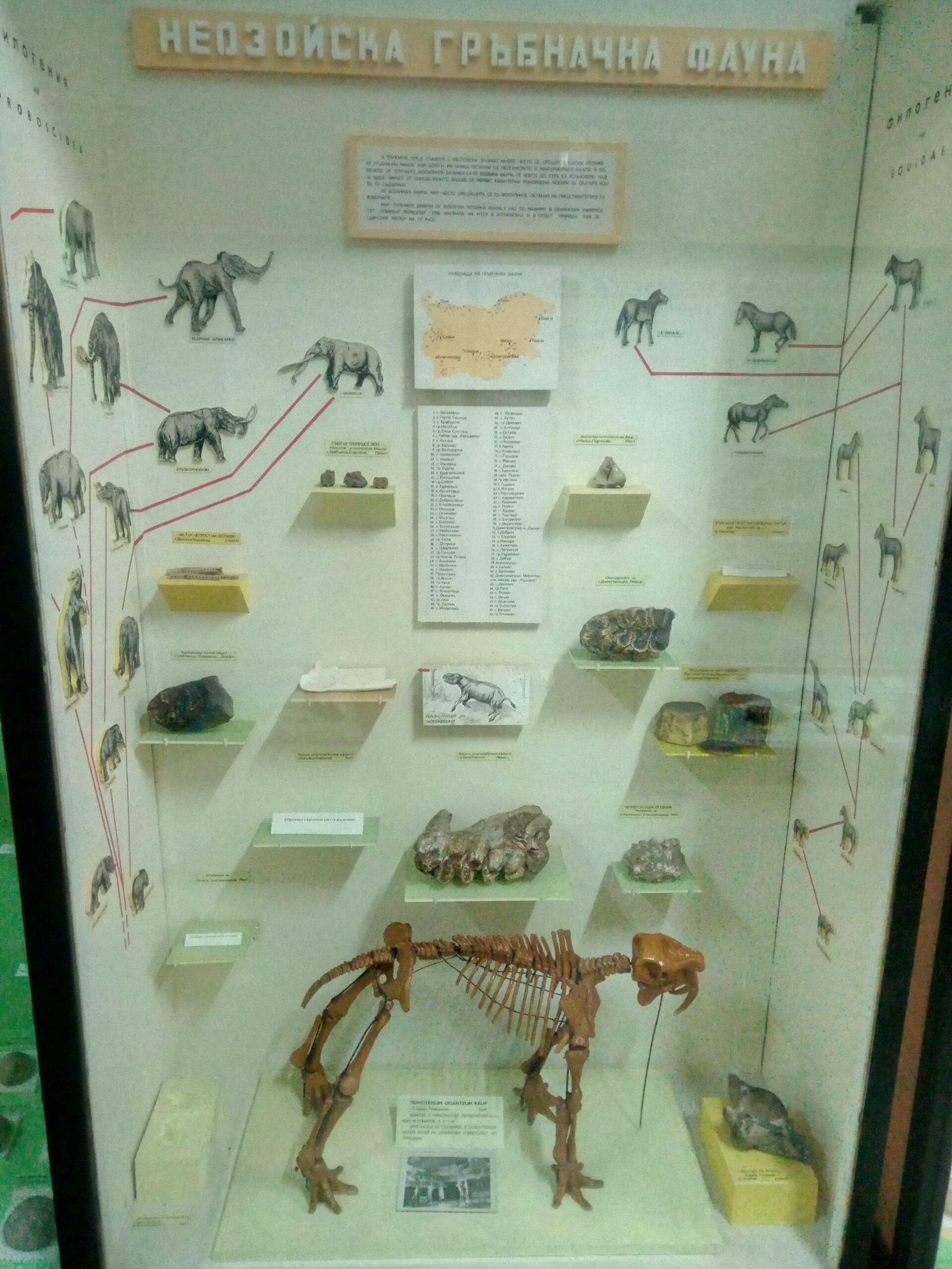 The Cultural and Scientific Impact of Missing Link Discoveries (image credits: wikimedia)