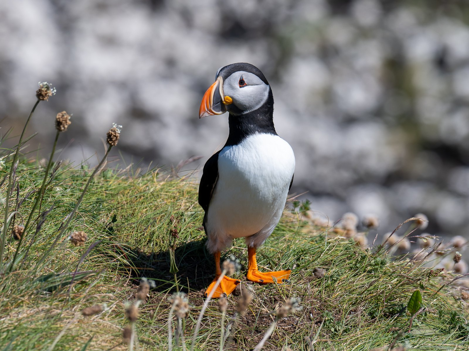 The Magic of Puffin Day (image credits: wikimedia)