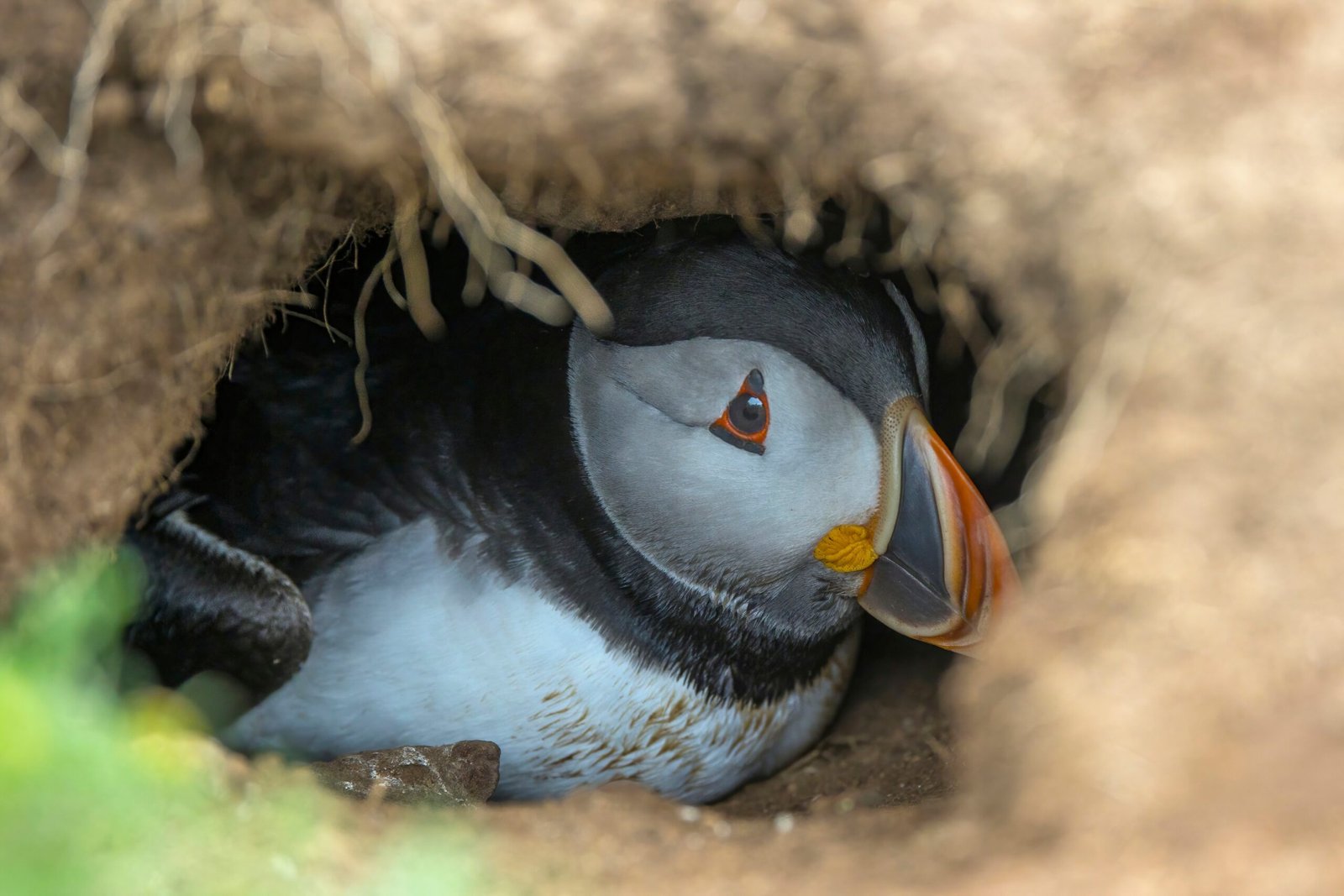 The Art of Underground Nesting (image credits: wikimedia)