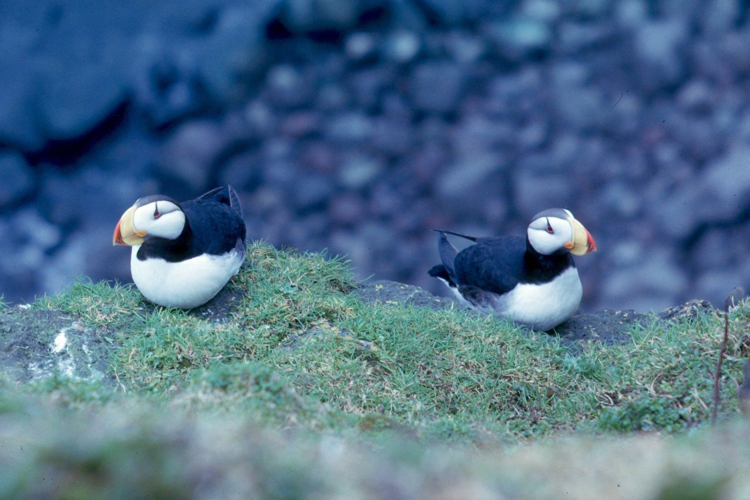 Parenting: Dedicated and Diligent (image credits: wikimedia)