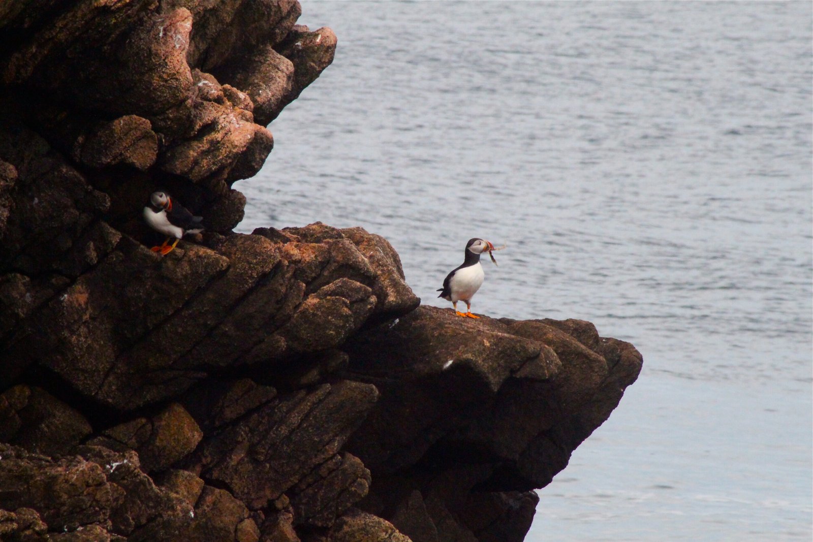 Adapting to a Changing World (image credits: wikimedia)