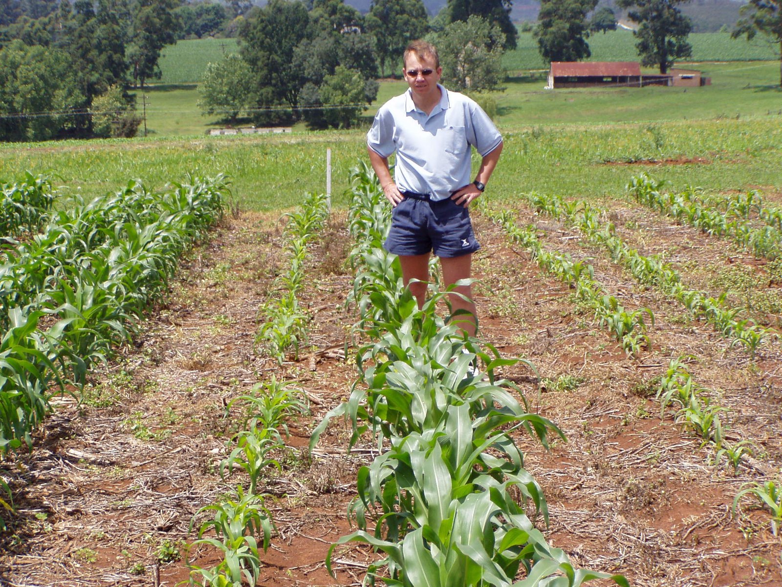 The Essential Role of Phosphorus in Agriculture (image credits: wikimedia)