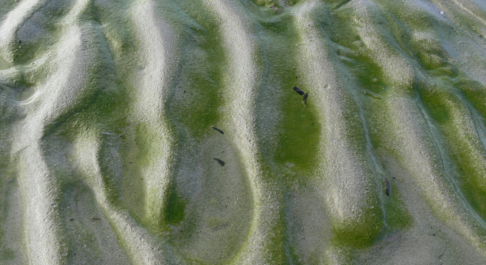 Environmental Impact: Eutrophication and Water Pollution (image credits: wikimedia)