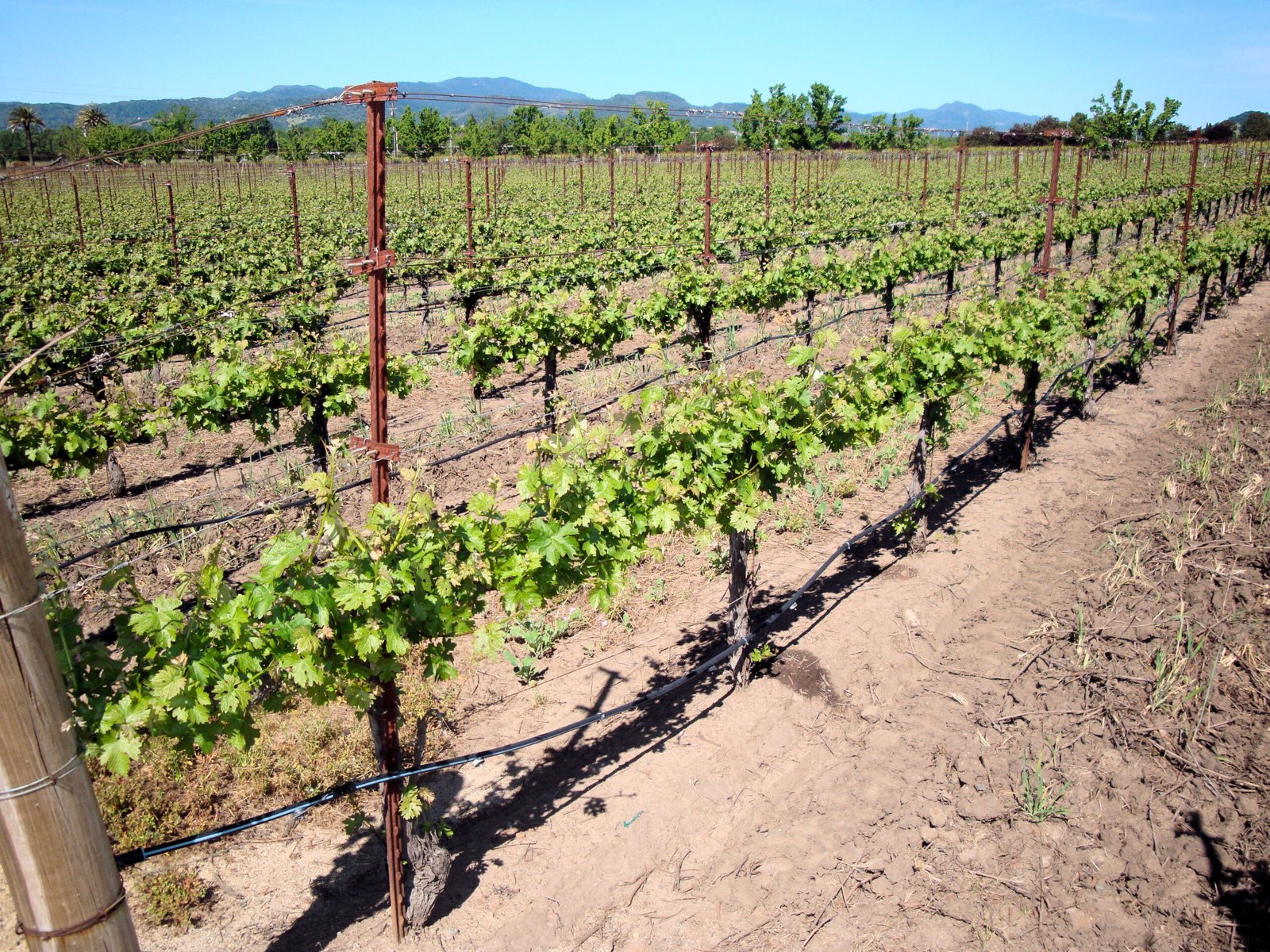 The Role of Technology in Vineyard Management (image credits: wikimedia)