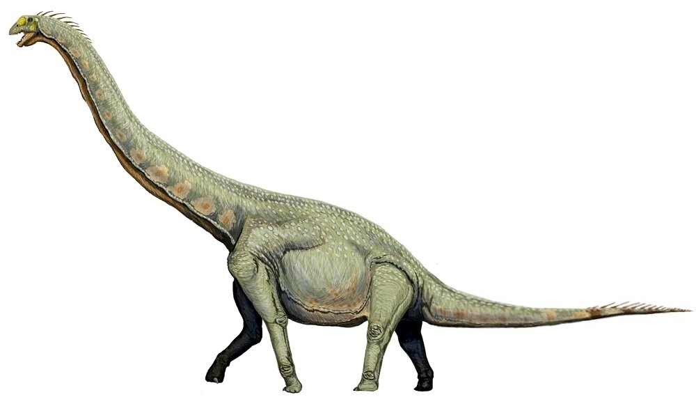 Scaly Secrets: The Role of Sauropod Skin (image credits: wikimedia)