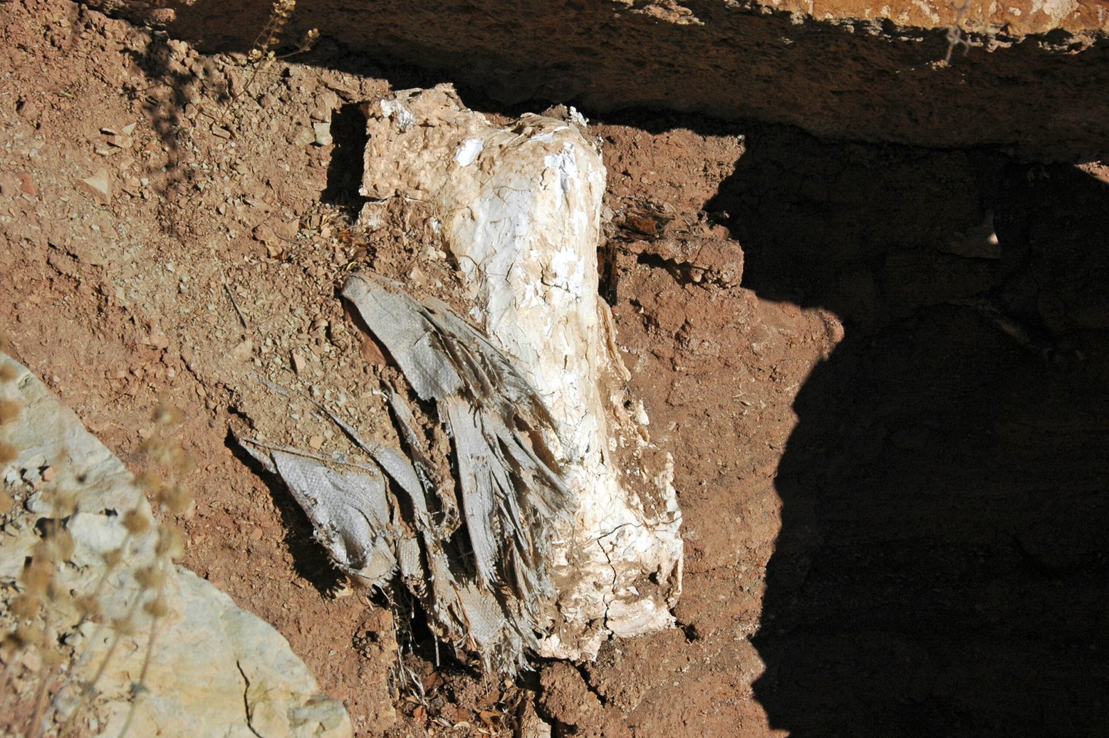 The Impact of Environment on Sauropod Thermoregulation (image credits: wikimedia)