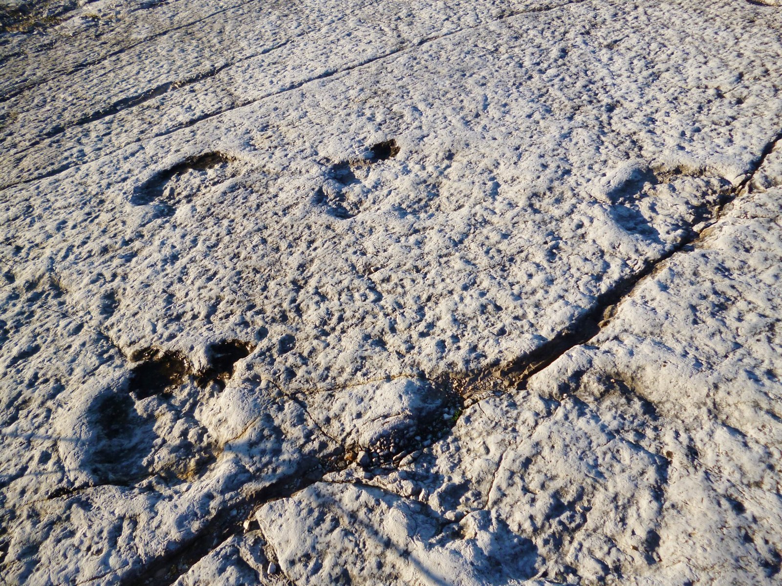 The Legacy of Sauropod Adaptations (image credits: wikimedia)