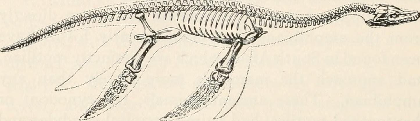 Feathers and the Flight Connection (image credits: wikimedia)