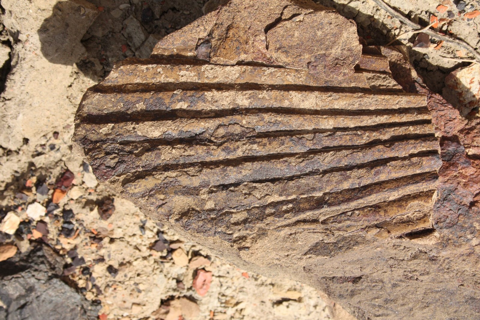 When Britain Was Tropical: Fossilized Palm Trees and Crocodiles in Kent