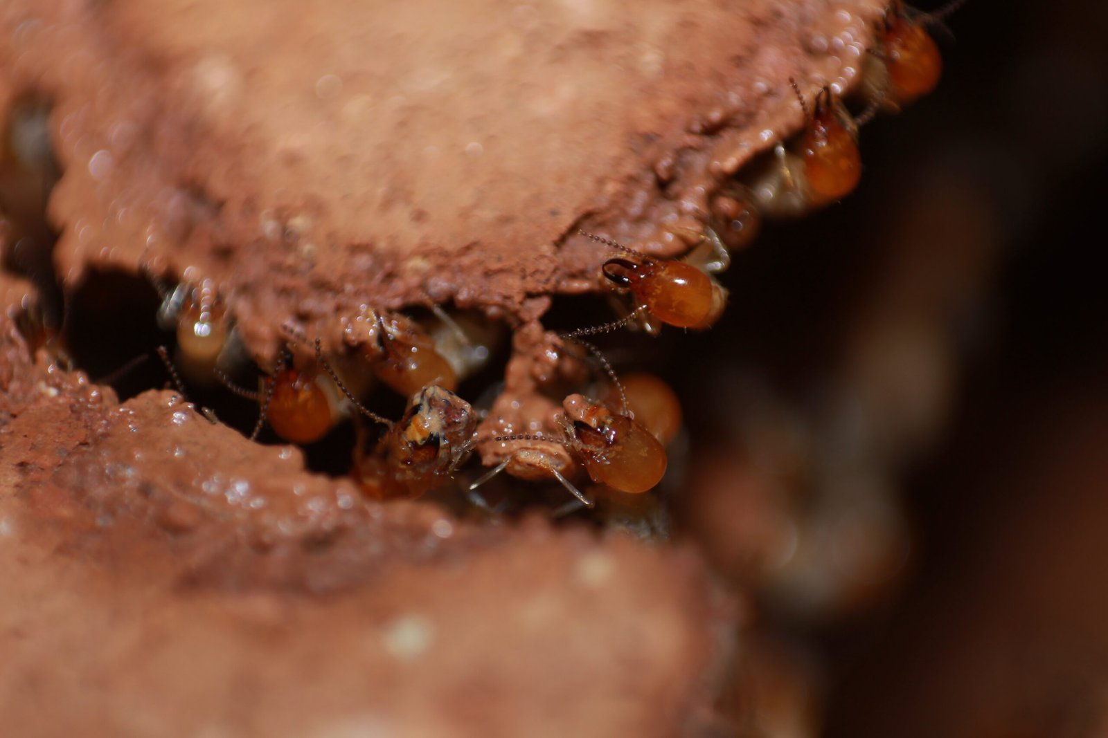 How Explosive Defense Shapes Colony Dynamics (image credits: wikimedia)