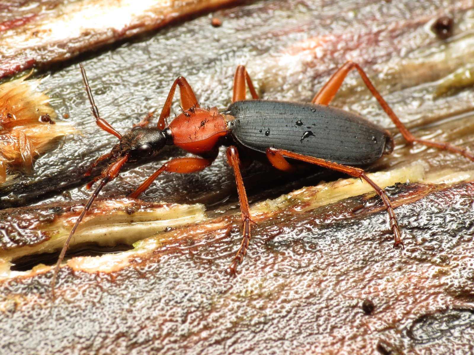 Implications for Human Understanding of Defense Mechanisms (image credits: wikimedia)