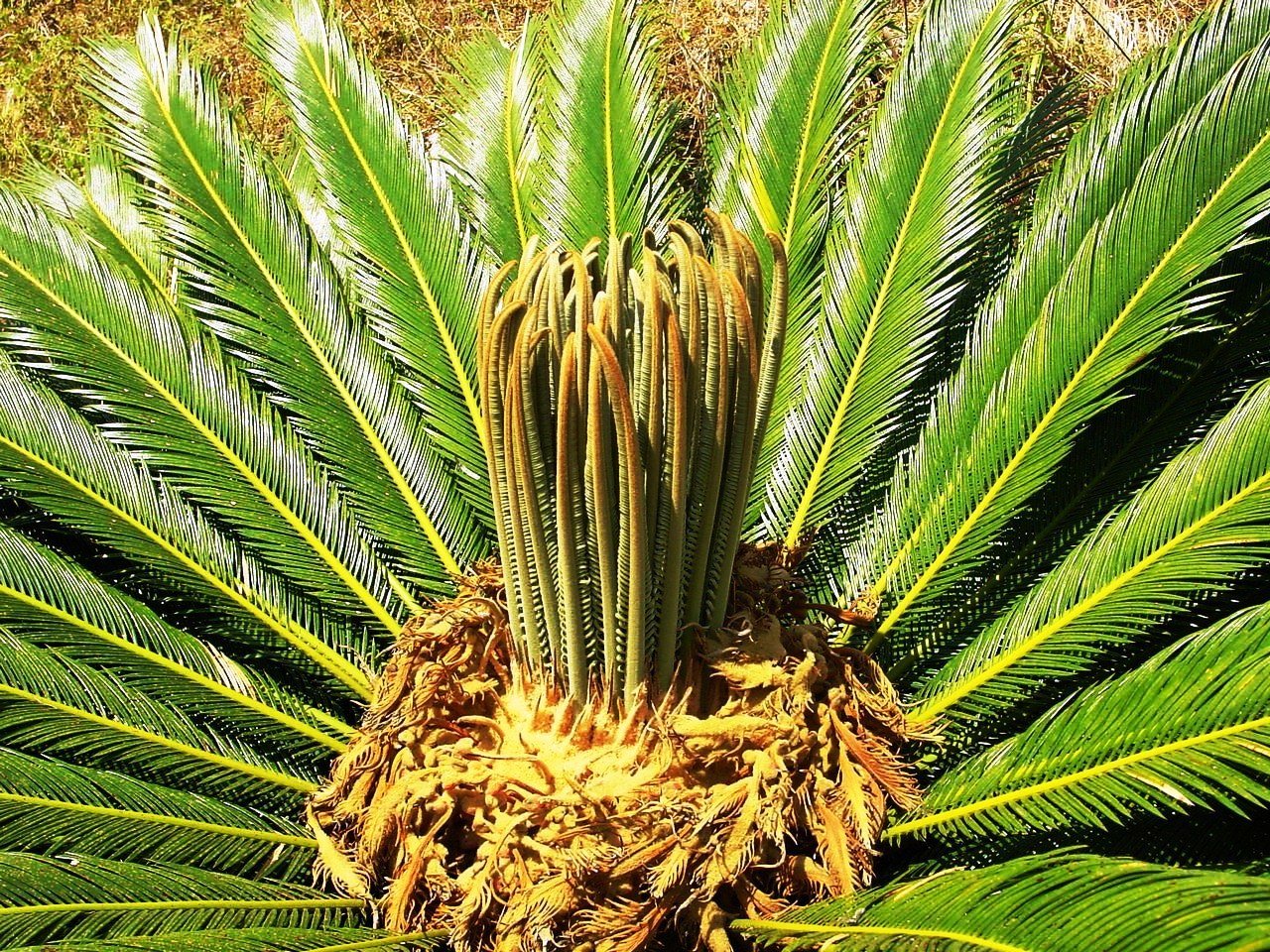 The Dinosaur Plants: Species That Have Survived Since the Age of the Dinosaurs