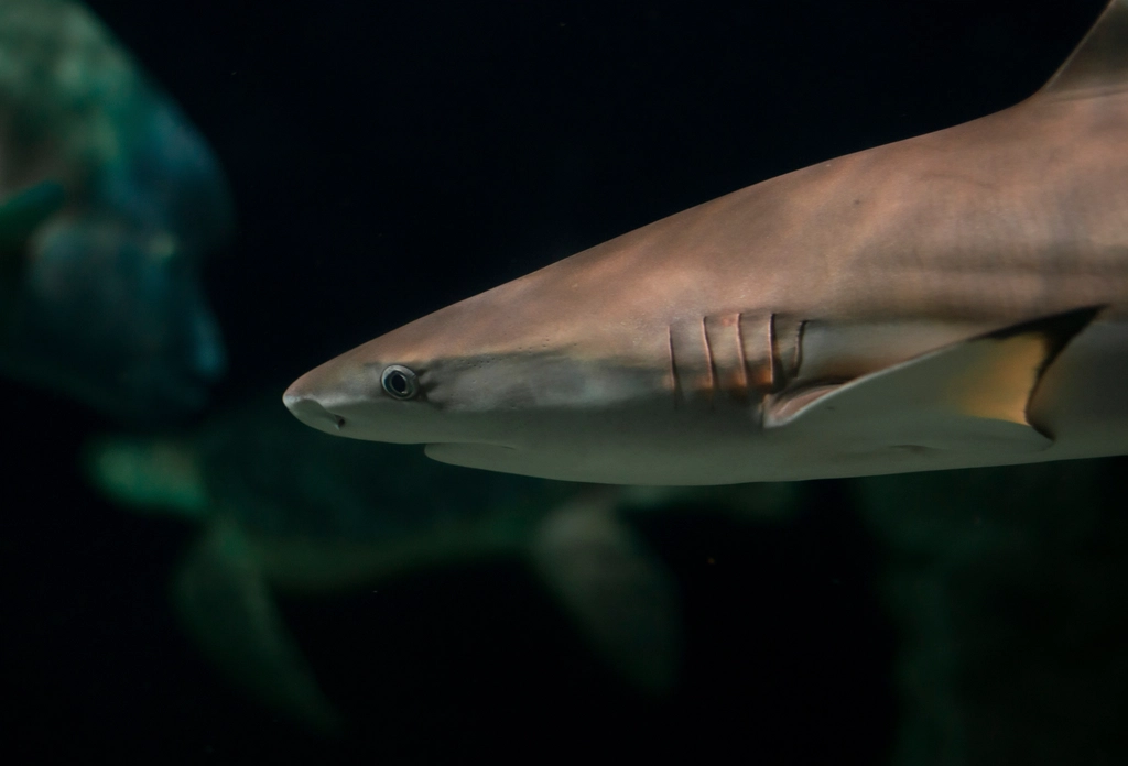 Creatures of the Deep: Life in OMZs (image credits: rawpixel)