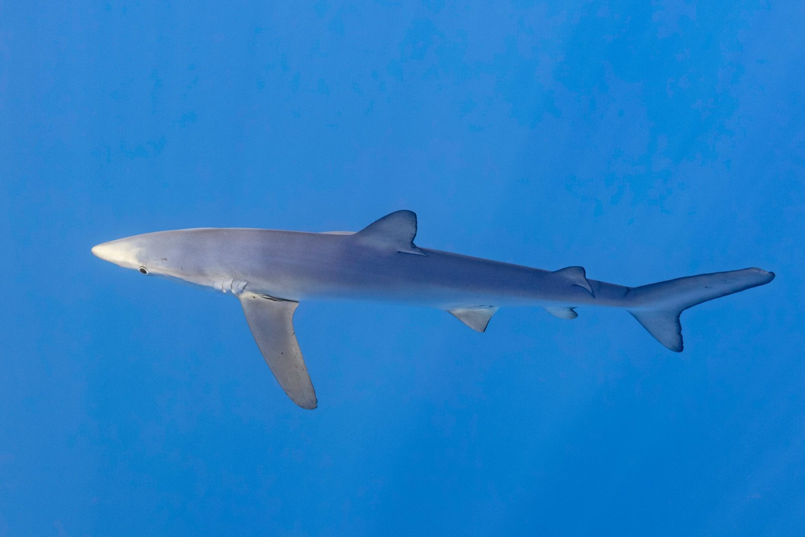 The Future of OMZs and Marine Life (image credits: wikimedia)