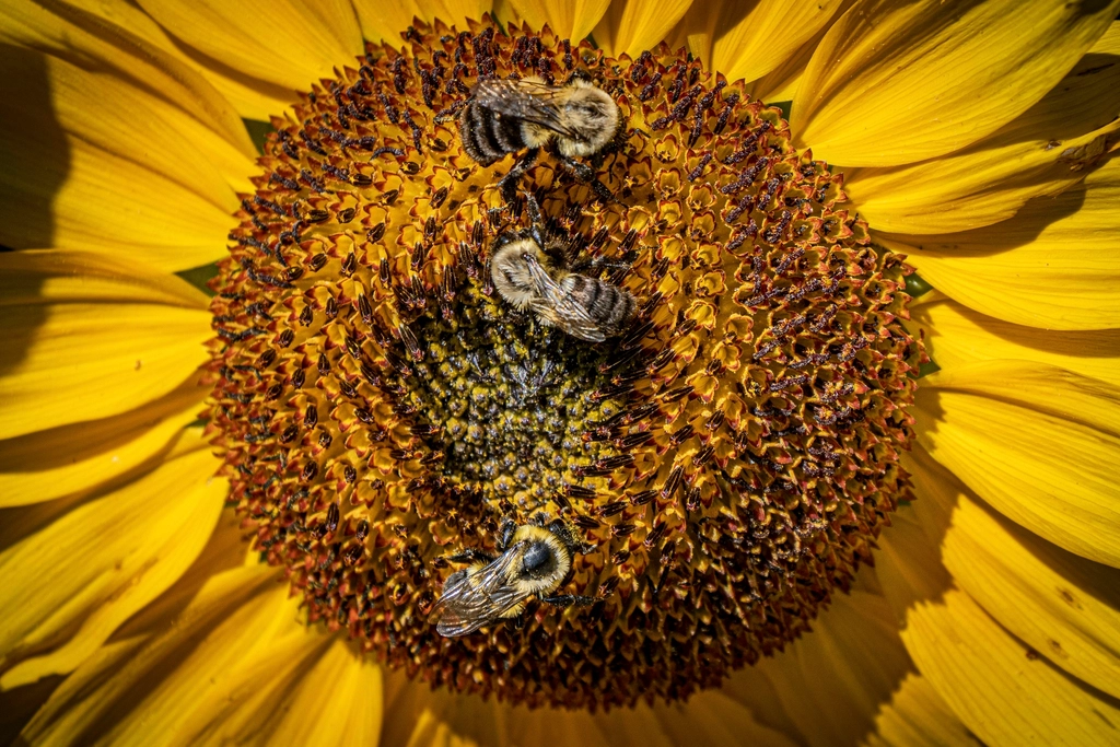 The Importance of Bees in Our Ecosystem (image credits: rawpixel)