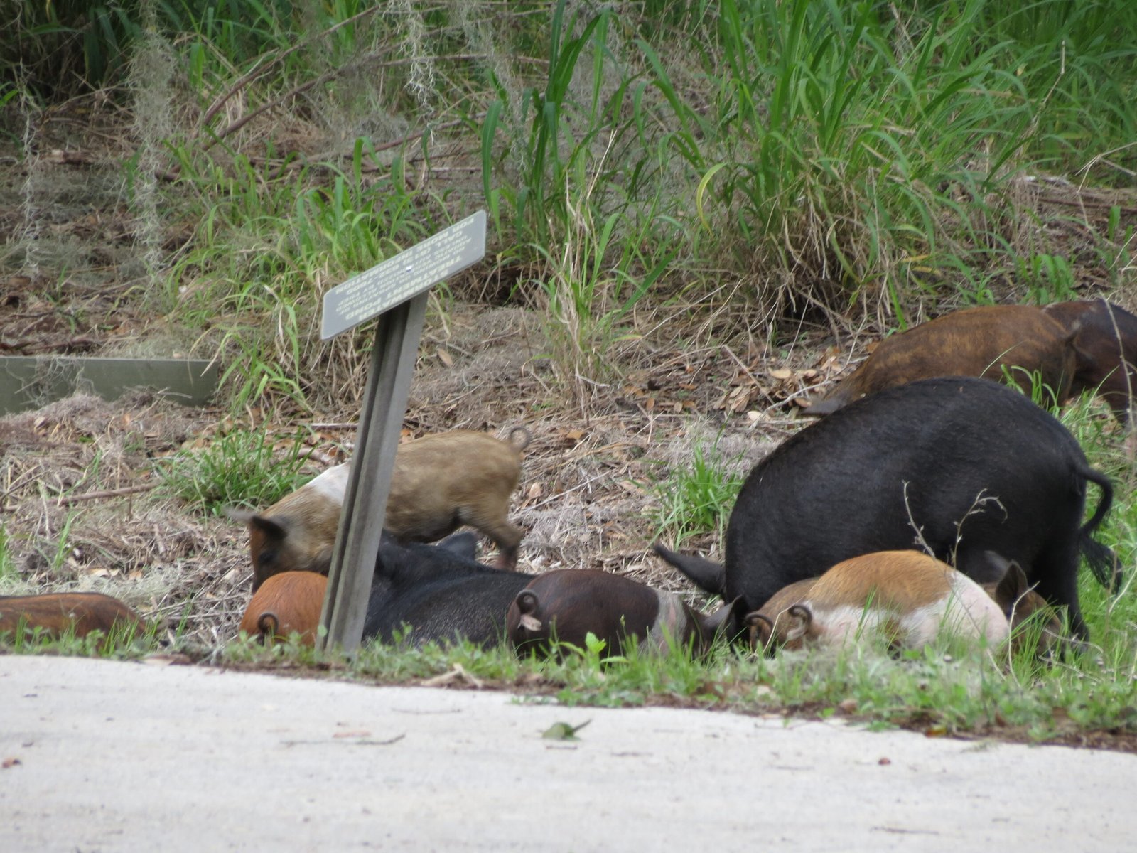 Agricultural Damage and Economic Costs (image credits: wikimedia)
