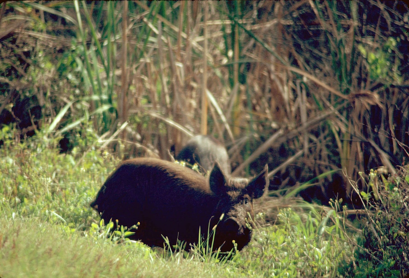 Efforts to Control the Invasion (image credits: wikimedia)