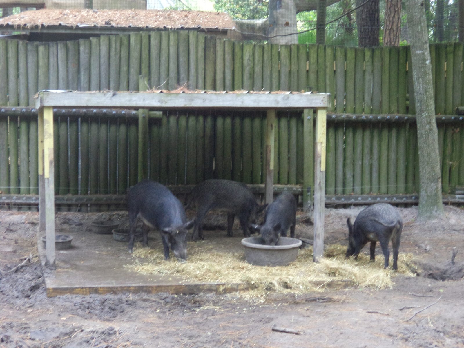 The Global Perspective: Feral Hogs Beyond Texas (image credits: wikimedia)