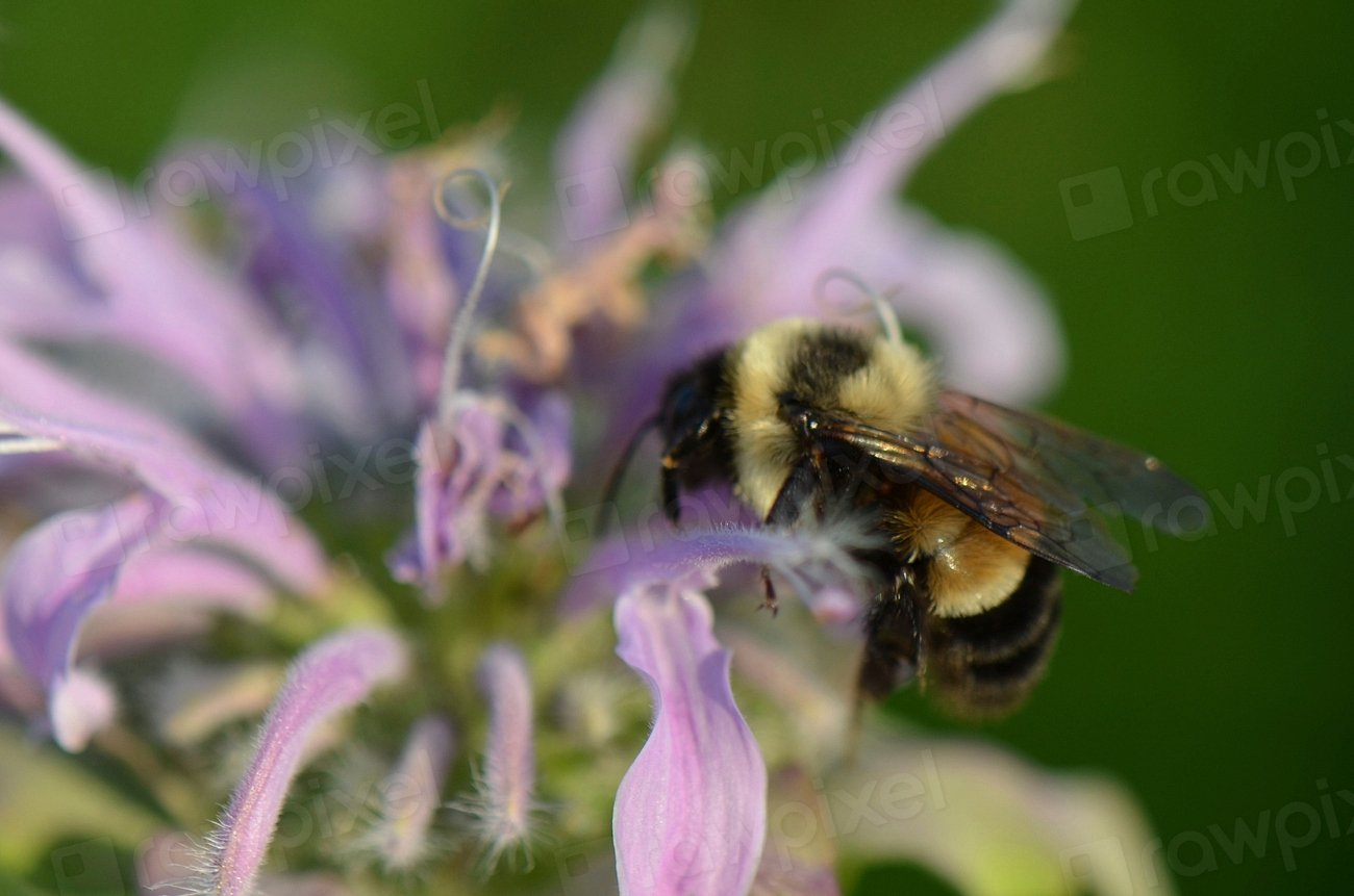 Bee Intelligence: More Than Meets the Eye (image credits: rawpixel)