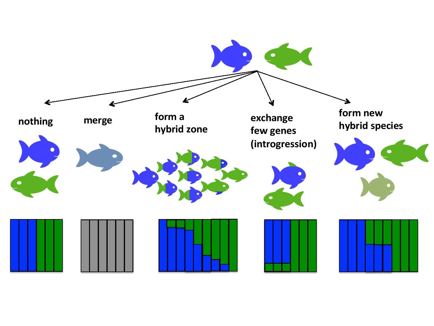 The Vertebrate Evolutionary Path (image credits: wikimedia)