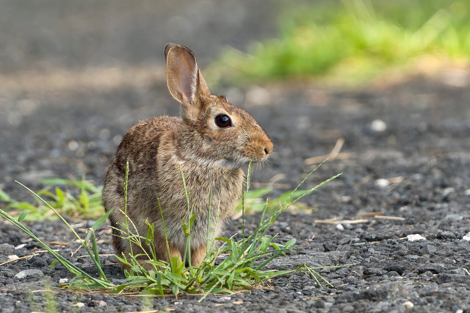 The Wild Nature of Hares (image credits: wikimedia)