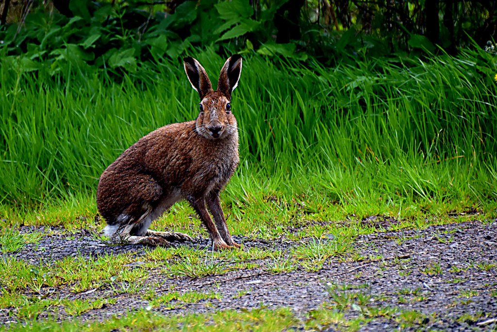 The Beauty of Wildness (image credits: wikimedia)