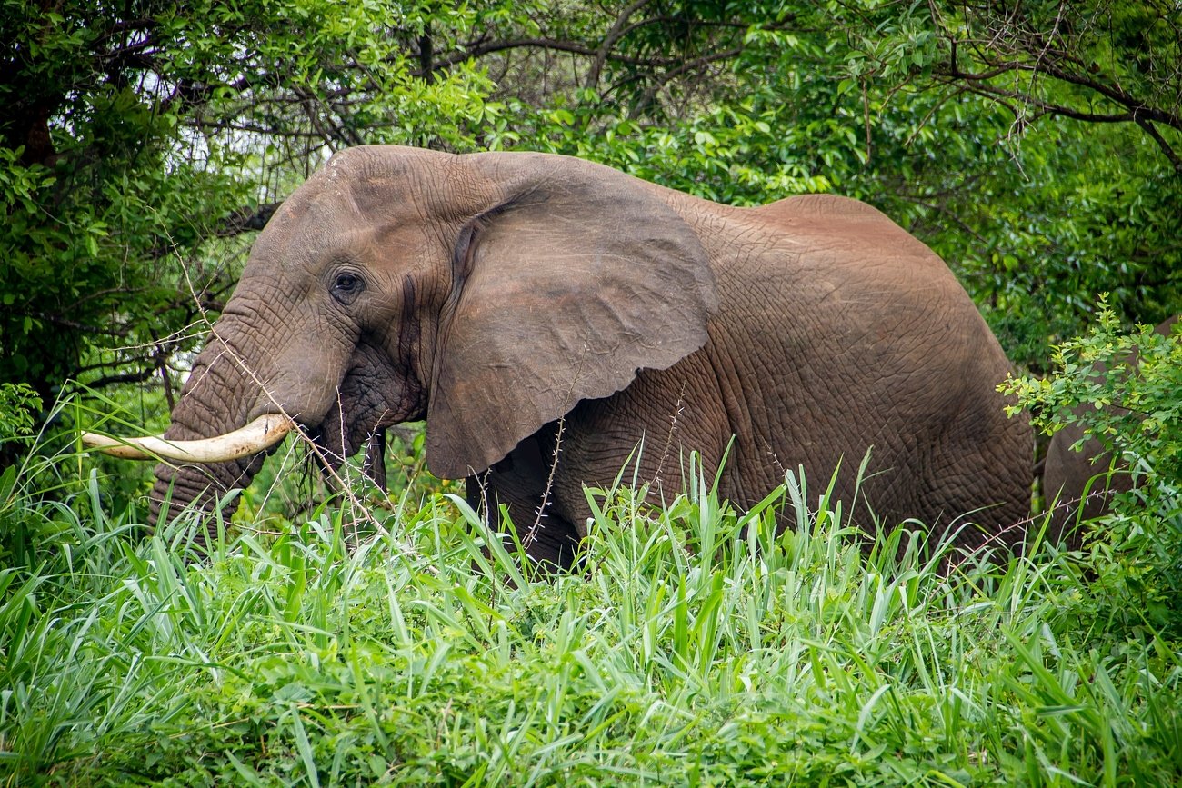 Conservation Efforts and the Future of Elephants (image credits: rawpixel)