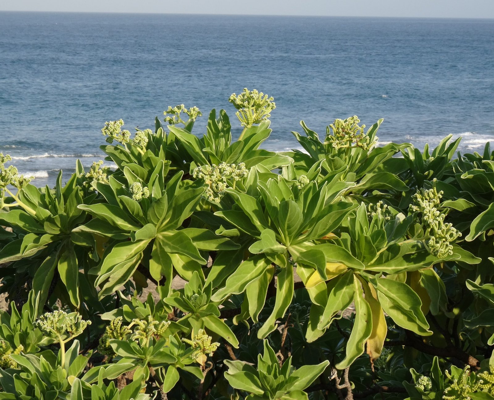 Salt-Tolerant Crops: Engineering Food That Grows in Rising Seas