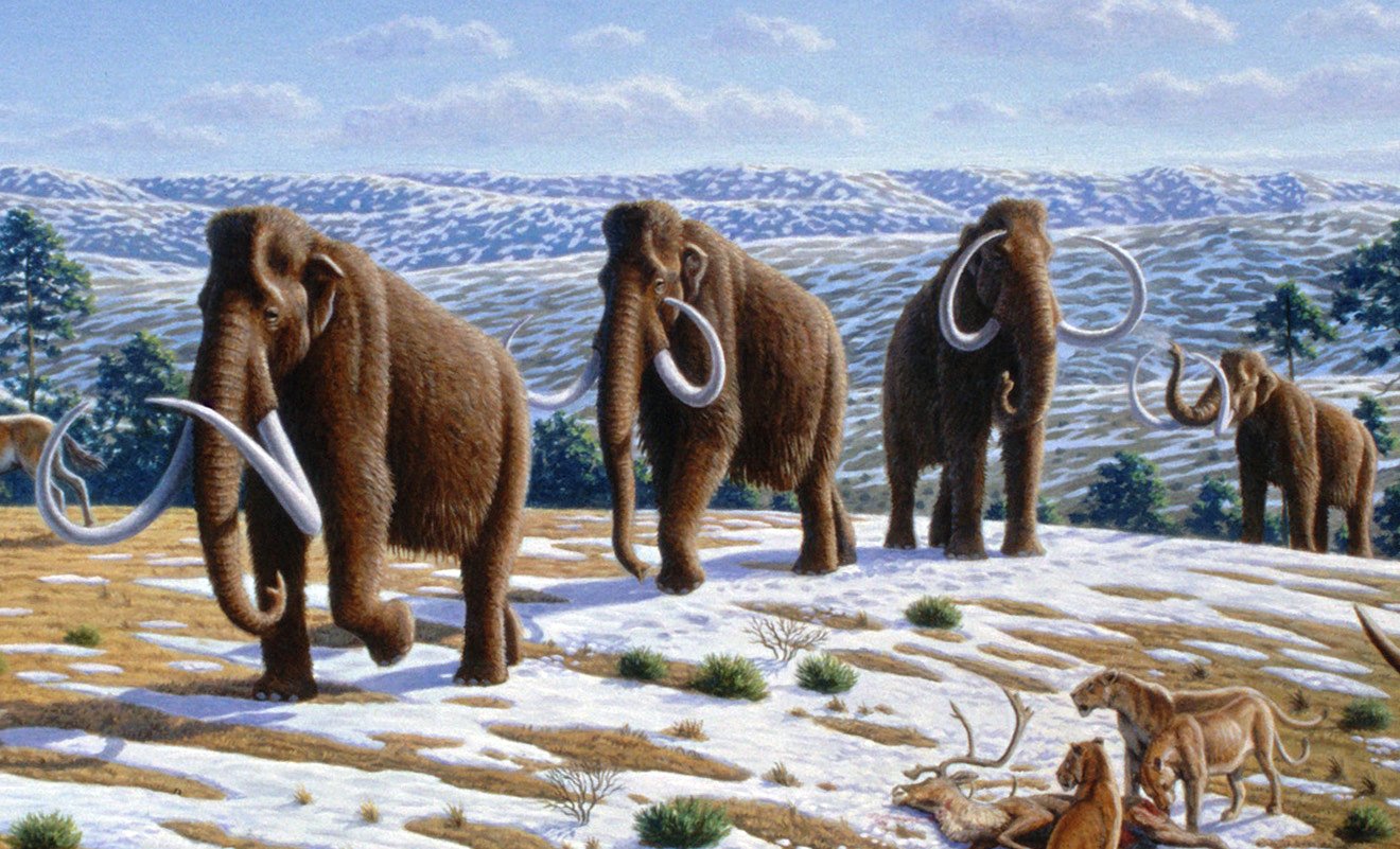 The Role of Mammoths in Seed Dispersal (image credits: wikimedia)