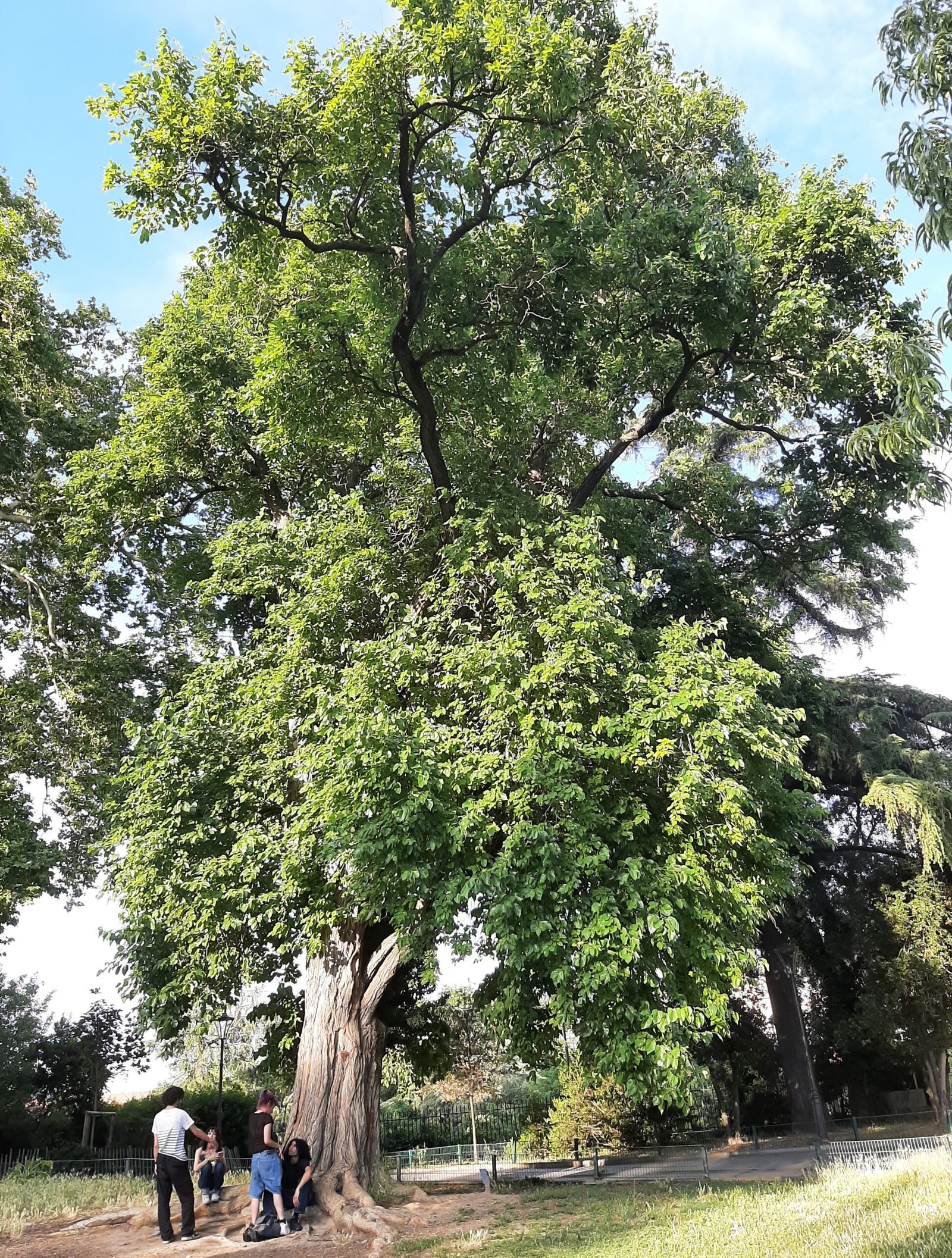Ghosts of the Past: Trees Still Waiting (image credits: wikimedia)