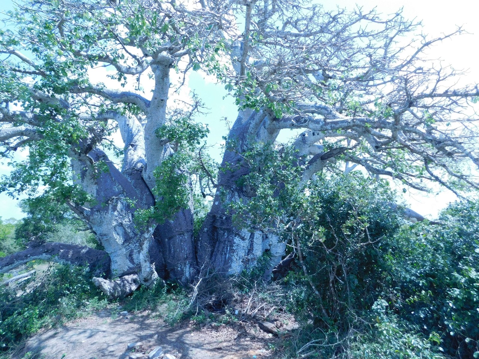 Human Influence: A Double-Edged Sword (image credits: wikimedia)