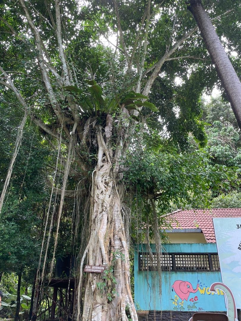 The Trees That Still Wait for Mammoths: How Some Species Are Struggling Without Their Ancient Dispersers