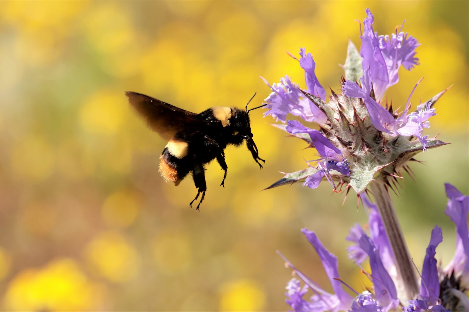 The Silent Insect Apocalypse: Why Bees, Butterflies, and Other Pollinators Are Vanishing