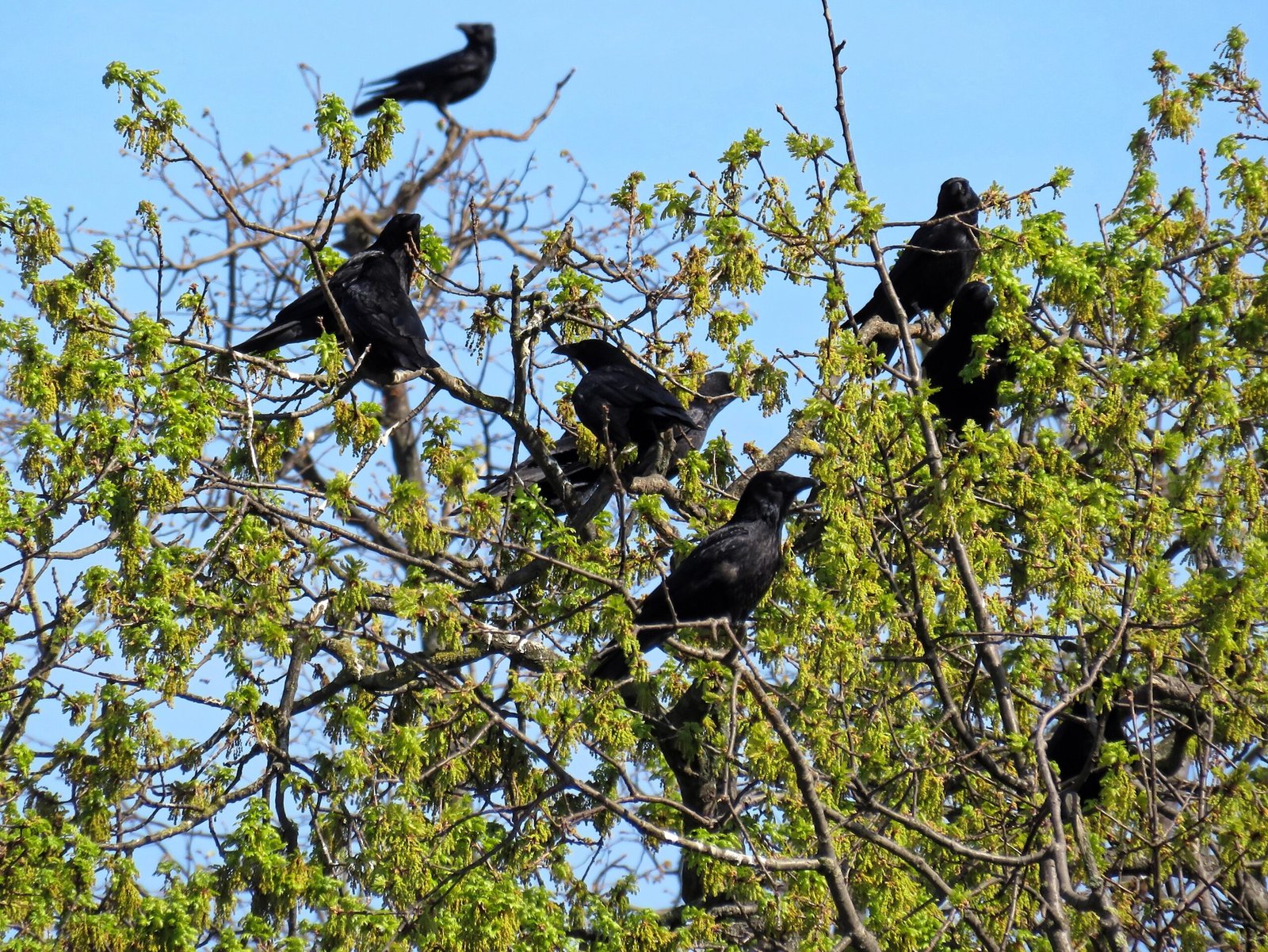 Crows Hold Funerals—And Sometimes Bring Gifts to Humans