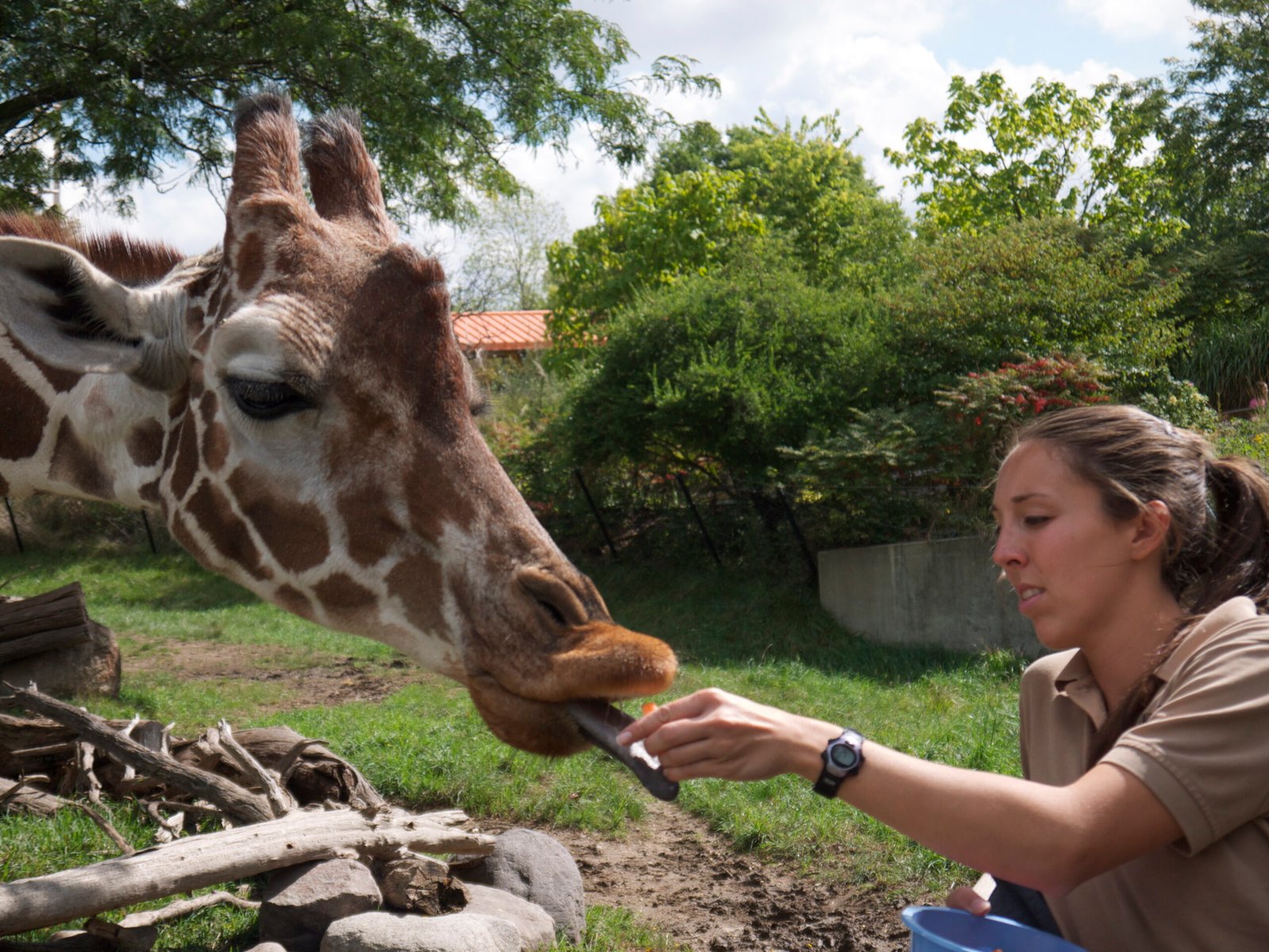 Behind the Scenes: The Challenges of Animal Advocacy (image credits: wikimedia)