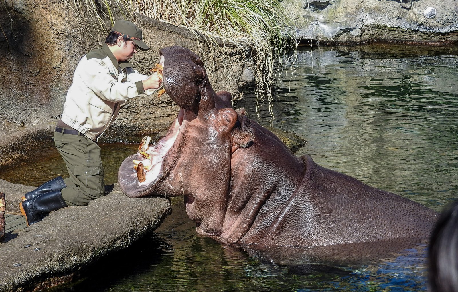 Behind the Glass: How Zookeepers Are Advocates for Animal Welfare