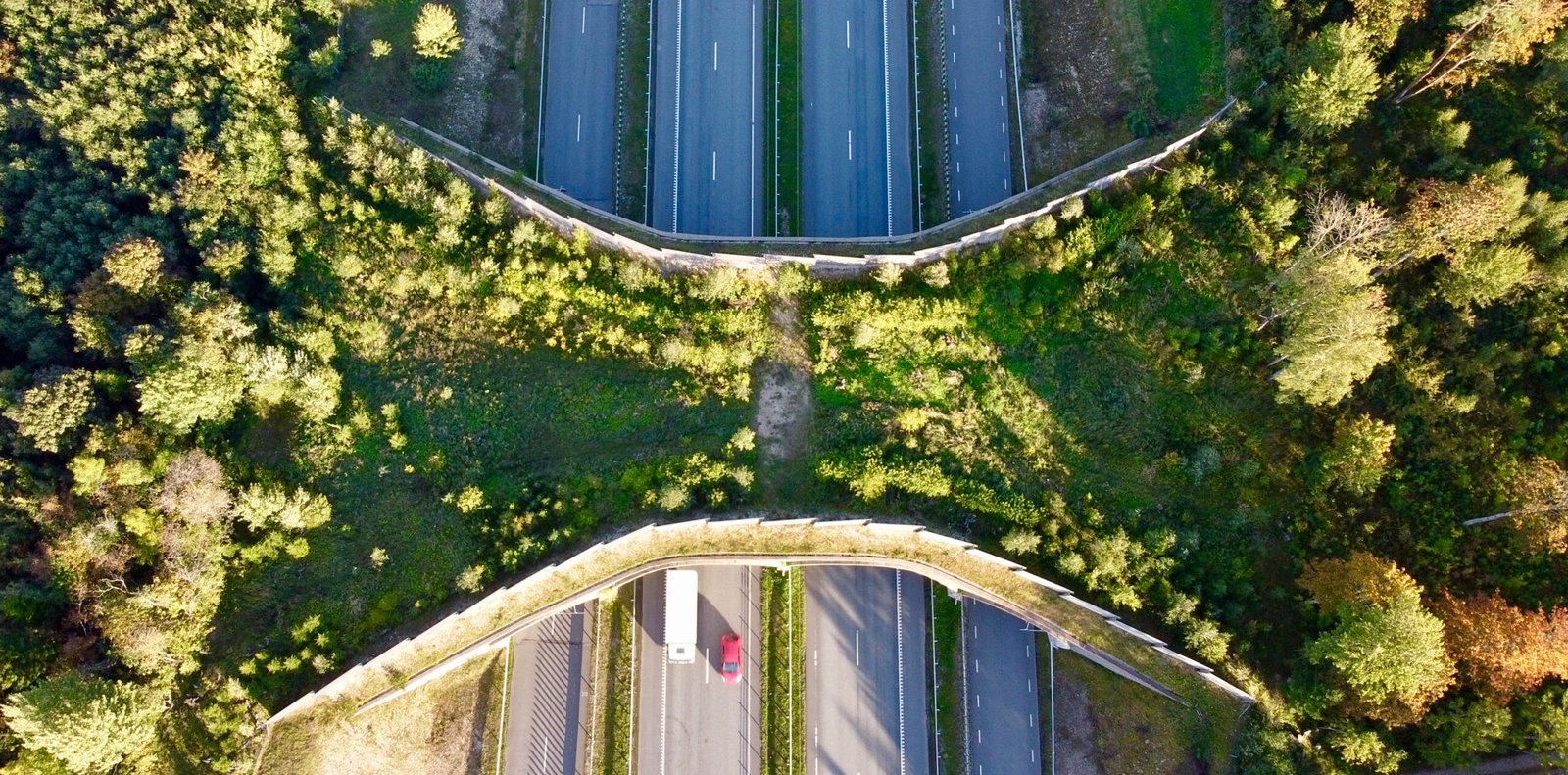 The Role of Wildlife Corridors in Preventing Extinctions