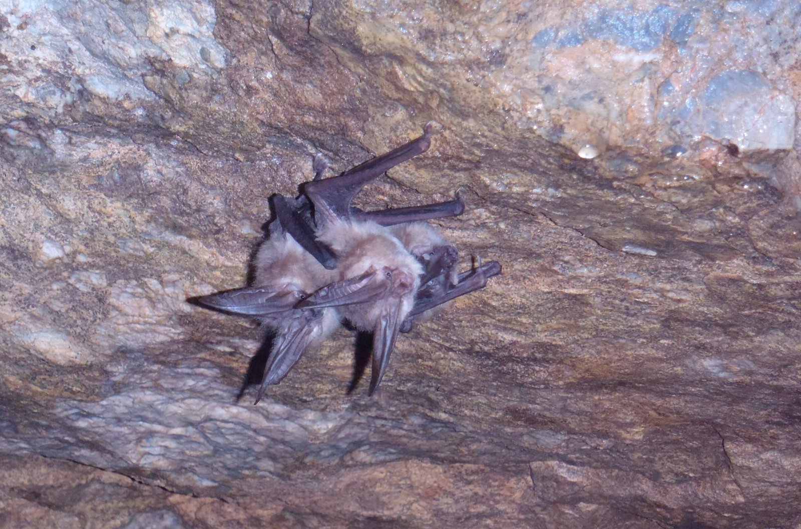 A World Without Bats: What’s at Stake? (image credits: wikimedia)
