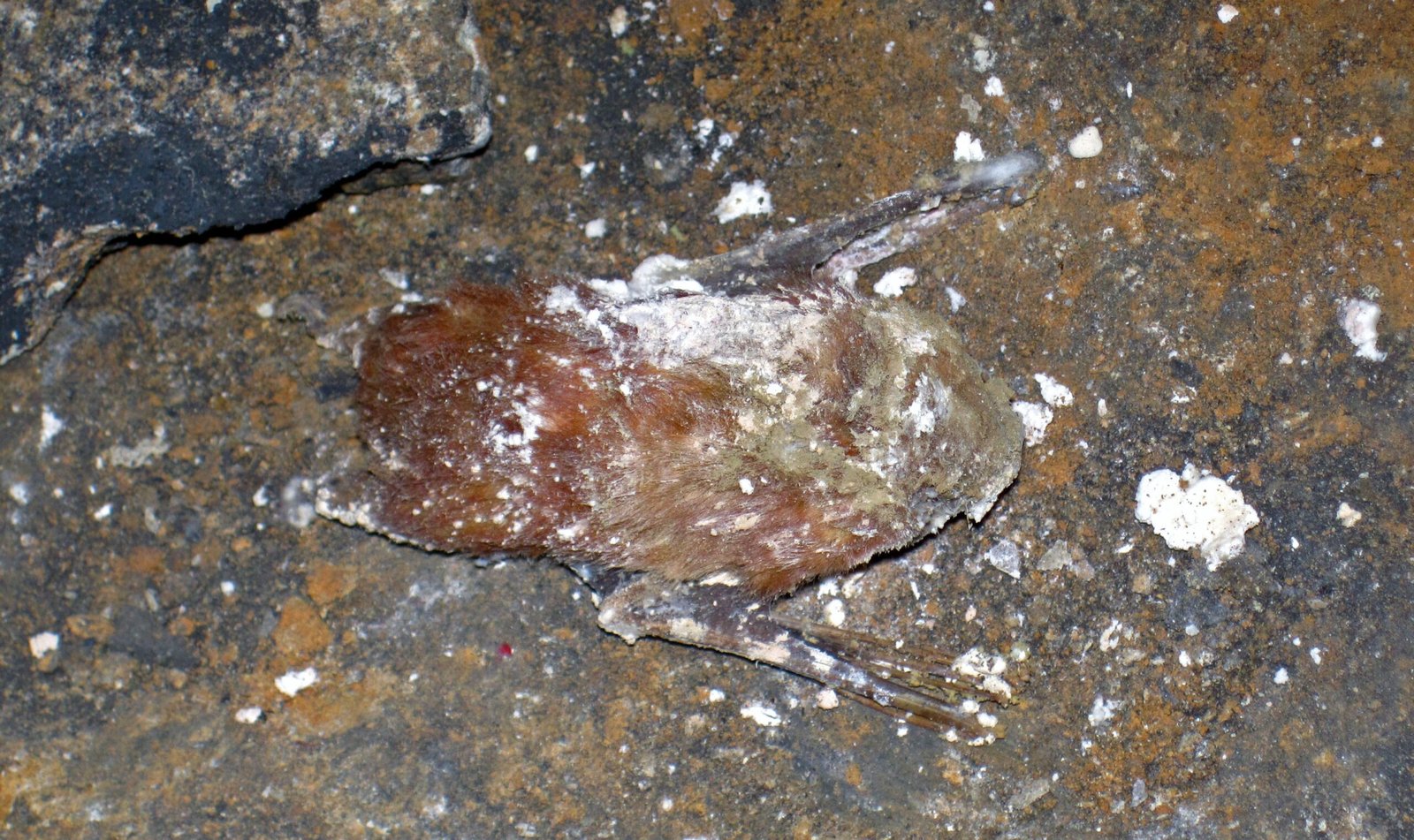 The Ancient Origins of Bats (image credits: wikimedia)